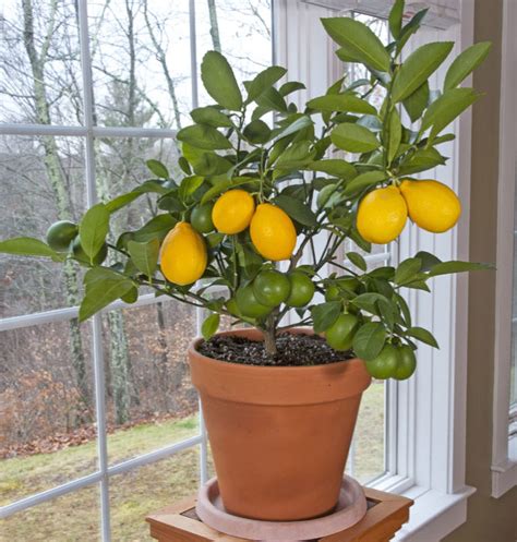 Как выращивать лимон в домашних условиях на подоконнике