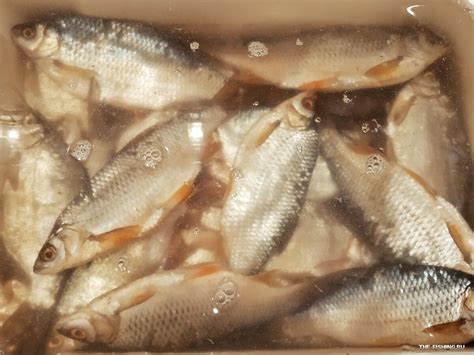 Как засолить и засушить речную рыбу в домашних условиях