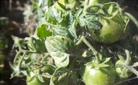 Как избавиться от белокрылки в теплице на помидорах