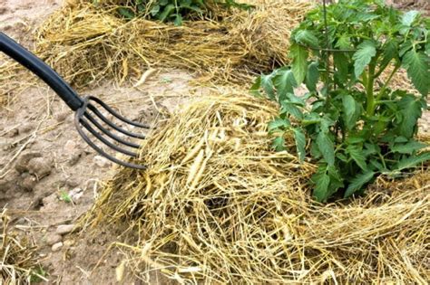 Как избавиться от вьюна в огороде навсегда без химикатов