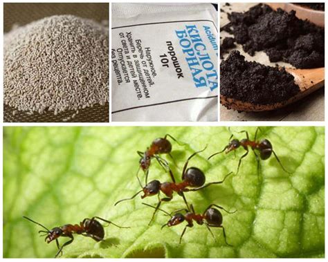 Как избавиться от муравьёв в теплице