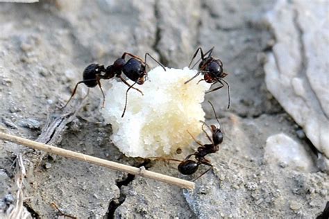 Как избавиться от муравьёв в теплице