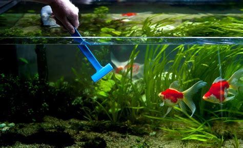 Как мыть аквариум для рыбок в домашних условиях