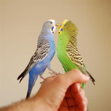 Как научить попугая разговаривать за 5 минут волнистого мальчика
