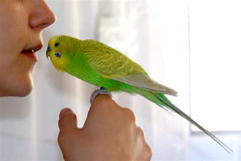 Как научить попугая разговаривать за 5 минут волнистого мальчика