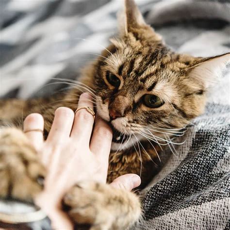 Как отучить кота кусаться и кидаться на руки
