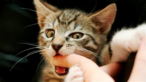 Как отучить кота кусаться и кидаться на руки
