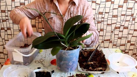 Как поливать орхидею в домашних условиях в горшке для начинающих