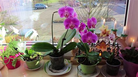 Как поливать орхидею в домашних условиях в горшке для начинающих