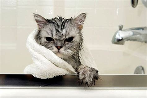 Как помыть кота который боится воды и царапается