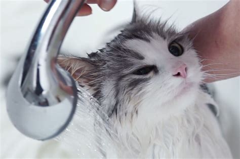 Как помыть кота который боится воды и царапается