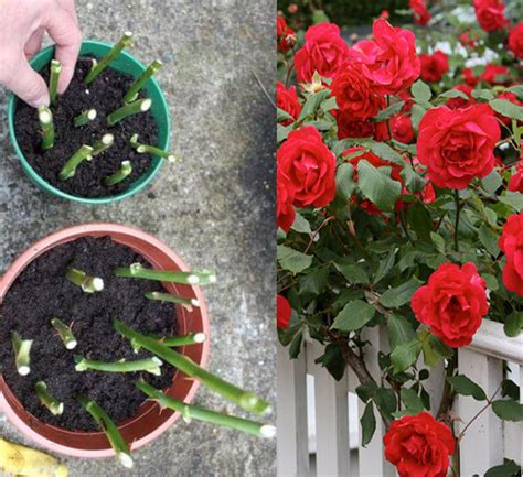 Как посадить розу из букета в домашних условиях в горшке