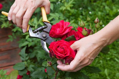 Как правильно обрезать розу