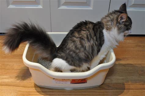Как приучить котенка к лотку если он все равно ходит везде в туалет