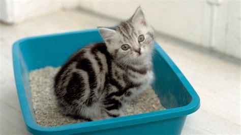 Как приучить котенка к лотку если он все равно ходит везде в туалет