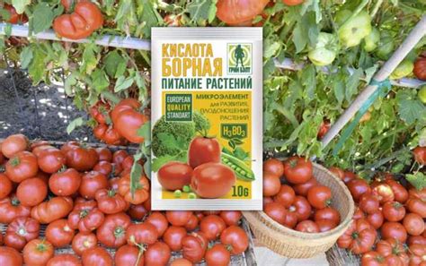 Как развести борную кислоту для опрыскивания томатов для завязи в теплице