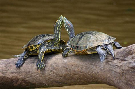 Как спариваются черепахи
