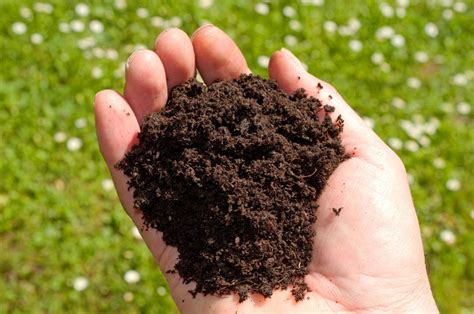 Как узнать какая почва в огороде кислая или щелочная