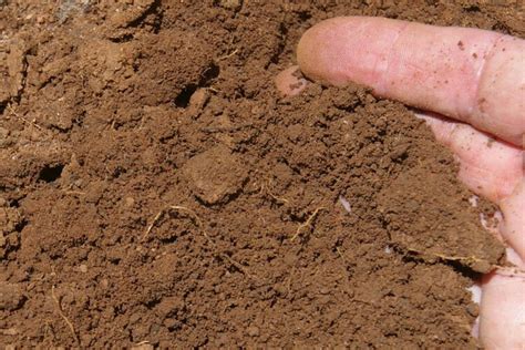 Как узнать какая почва в огороде кислая или щелочная