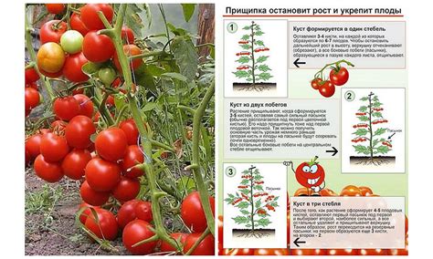 Как формировать помидоры