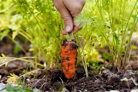 Как часто поливать морковь в открытом грунте в жару