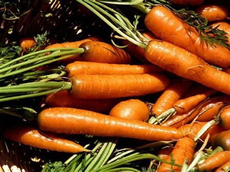 Как часто поливать морковь в открытом грунте в жару