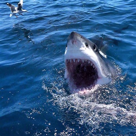 Какие акулы есть в черном море