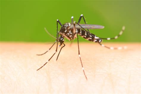 Какие бывают комары