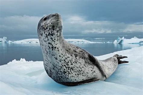 Какие животные живут в антарктиде
