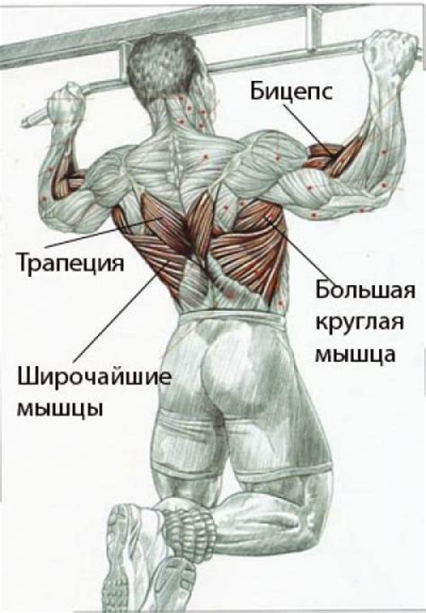 Какие мышцы задействованы при подтягивании