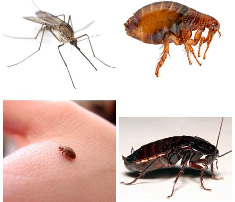 Какие насекомые могут завестись в квартире фото и названия