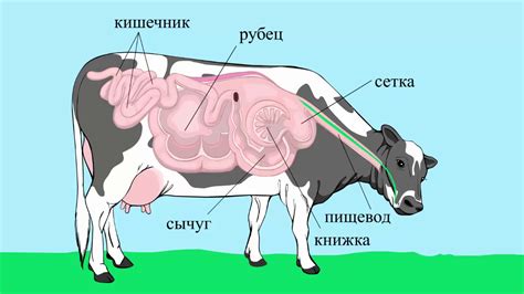 Какие отделы образуют желудок жвачного животного для чего они предназначены