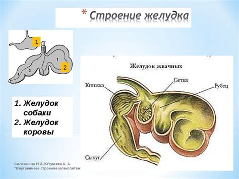 Какие отделы образуют желудок жвачного животного для чего они предназначены