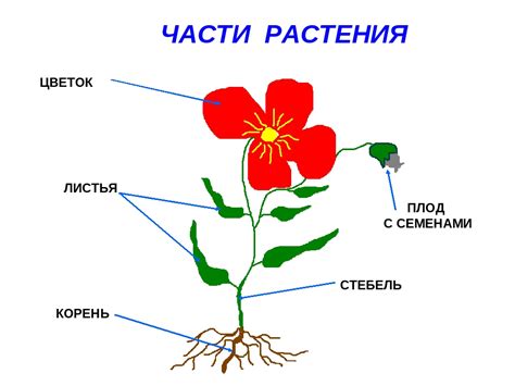 Какие части есть у растения 4 класс русский язык