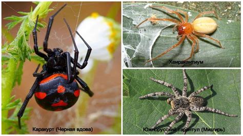 Какие ядовитые пауки живут в россии