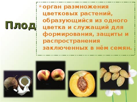 Какой орган яблони служит для защиты и распространения семян ответ