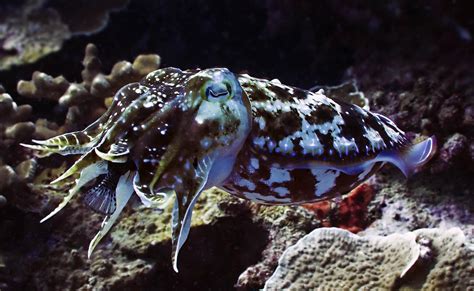 Каракатица фото в природе
