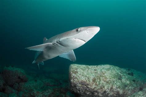 Катран акула черного моря фото