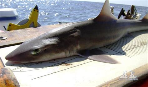 Катран акула черного моря фото