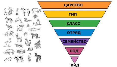 Классификация животных