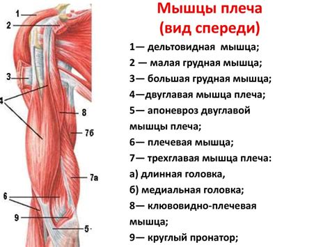 Клювовидно плечевая мышца