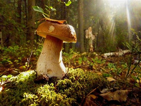 Когда начинают расти грибы в лесу