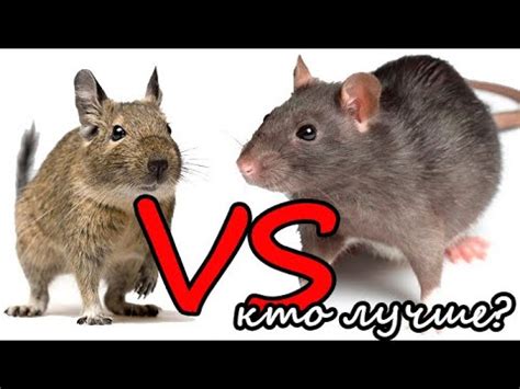 Кого лучше завести крысу или мышь