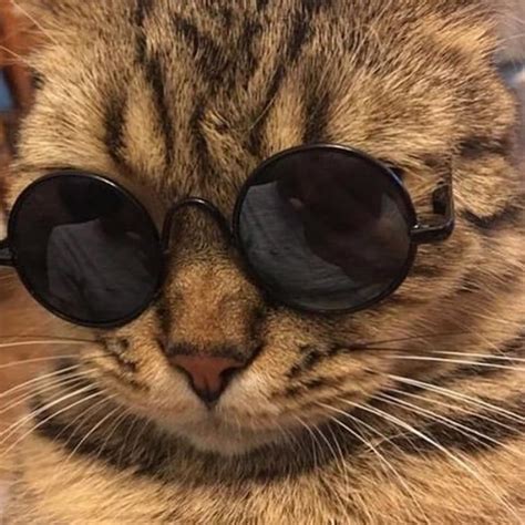 Кот в очках мем