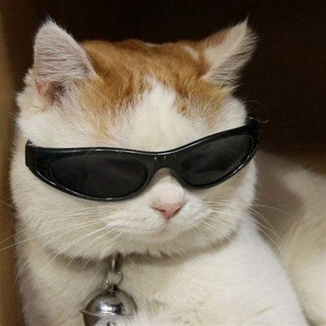 Кот в очках мем