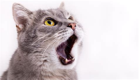 Кот дышит с открытым ртом и высунутым языком