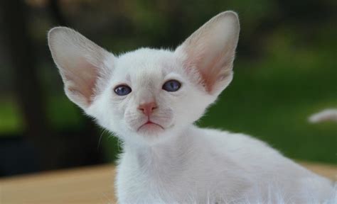 Кот с большими ушами порода