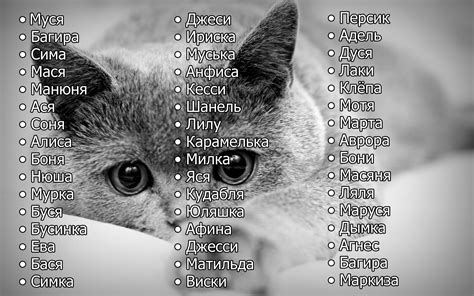 Кошачьи имена для кошек девочек