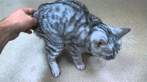 Кошка хромает на переднюю лапу без видимых повреждений