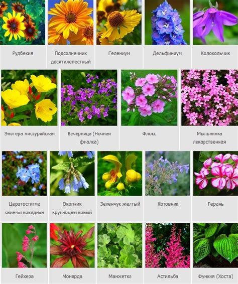Красивые цветы и их названия